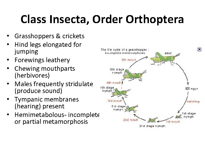 Class Insecta, Order Orthoptera • Grasshoppers & crickets • Hind legs elongated for jumping