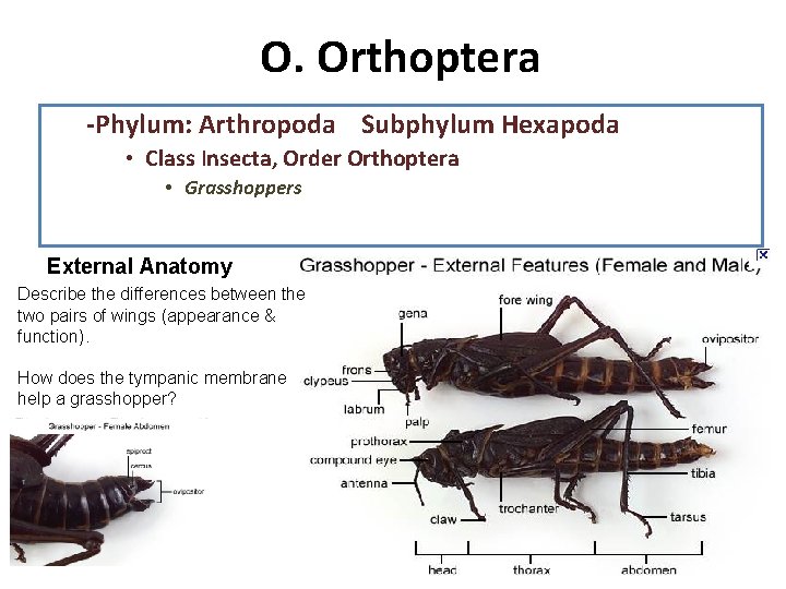 O. Orthoptera -Phylum: Arthropoda Subphylum Hexapoda • Class Insecta, Order Orthoptera • Grasshoppers External
