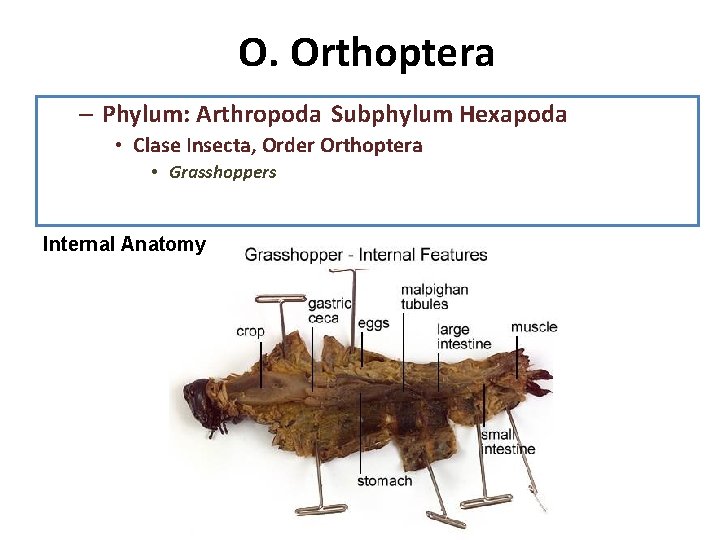 O. Orthoptera – Phylum: Arthropoda Subphylum Hexapoda • Clase Insecta, Order Orthoptera • Grasshoppers