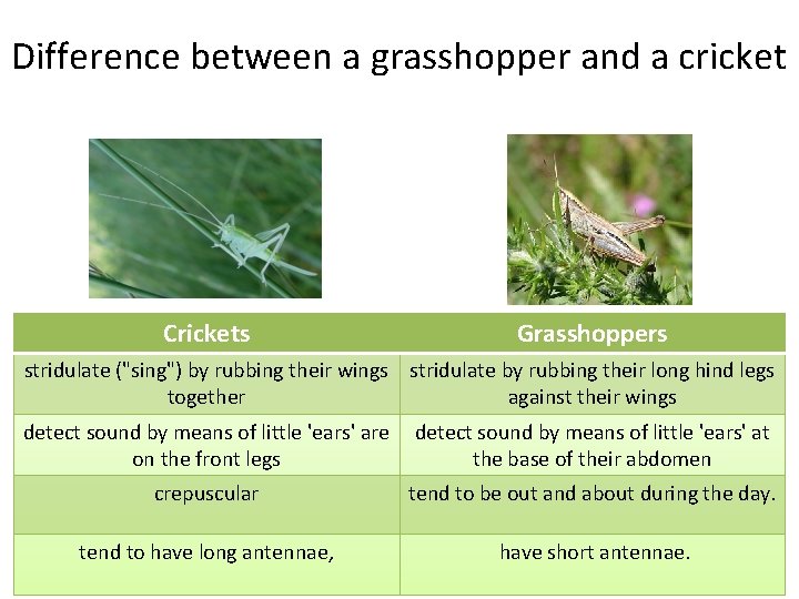 Difference between a grasshopper and a cricket Crickets Grasshoppers stridulate ("sing") by rubbing their