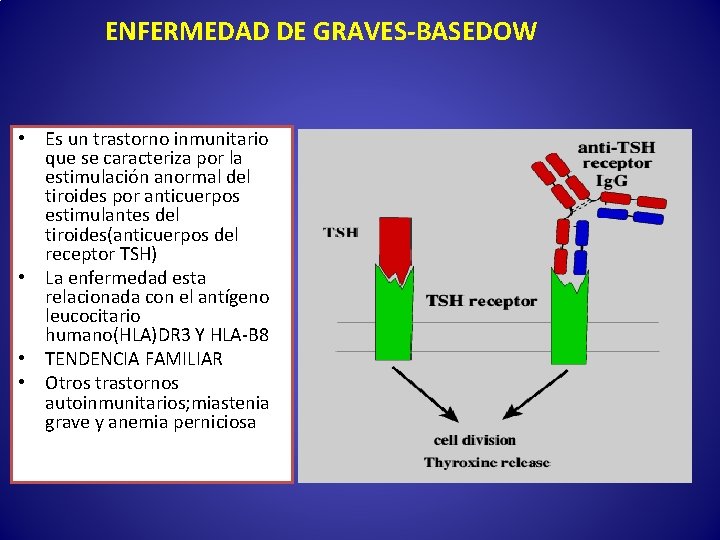 ENFERMEDAD DE GRAVES-BASEDOW • Es un trastorno inmunitario que se caracteriza por la estimulación