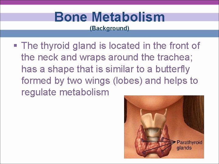 Bone Metabolism (Background) § The thyroid gland is located in the front of the