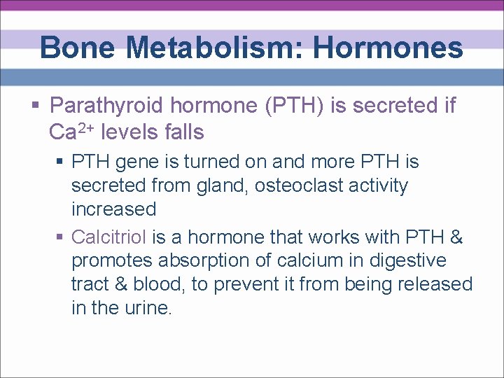 Bone Metabolism: Hormones § Parathyroid hormone (PTH) is secreted if Ca 2+ levels falls