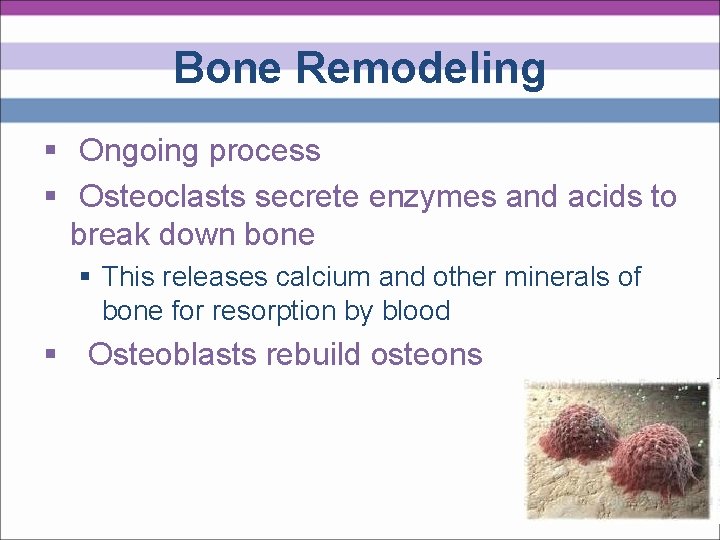 Bone Remodeling § Ongoing process § Osteoclasts secrete enzymes and acids to break down