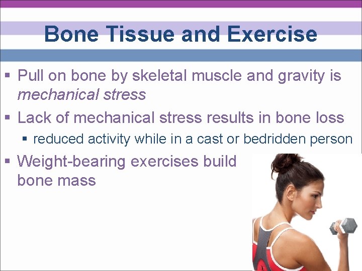 Bone Tissue and Exercise § Pull on bone by skeletal muscle and gravity is