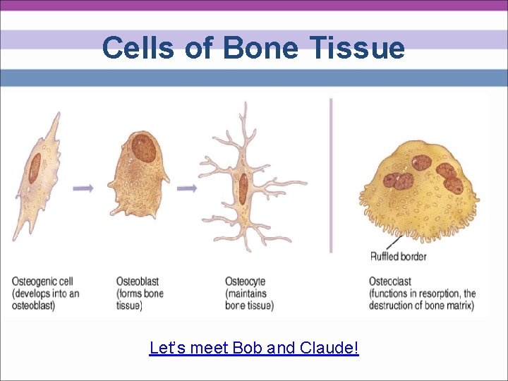 Cells of Bone Tissue Let’s meet Bob and Claude! 