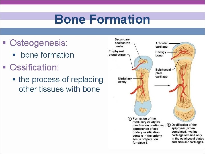 Bone Formation § Osteogenesis: § bone formation § Ossification: § the process of replacing