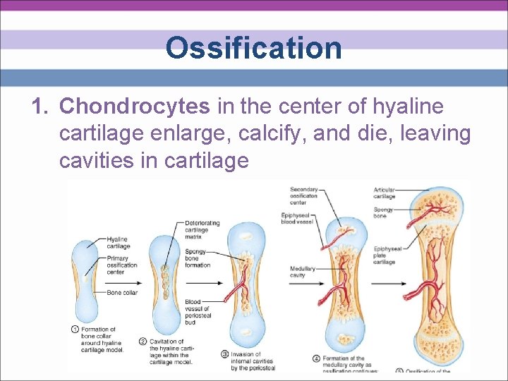 Ossification 1. Chondrocytes in the center of hyaline cartilage enlarge, calcify, and die, leaving