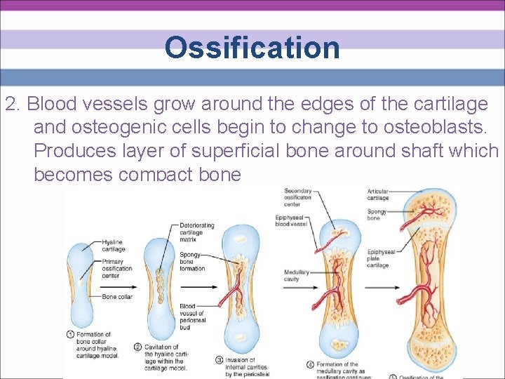 Ossification 2. Blood vessels grow around the edges of the cartilage and osteogenic cells