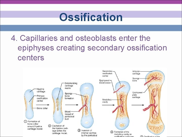 Ossification 4. Capillaries and osteoblasts enter the epiphyses creating secondary ossification centers 