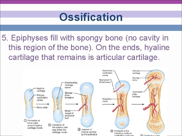 Ossification 5. Epiphyses fill with spongy bone (no cavity in this region of the