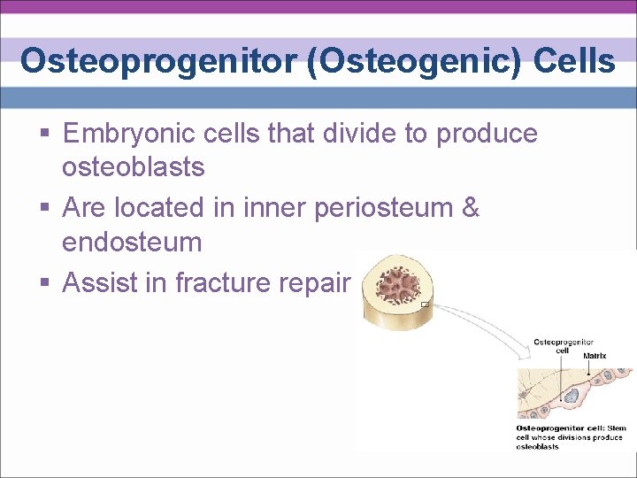Osteoprogenitor (Osteogenic) Cells § Embryonic cells that divide to produce osteoblasts § Are located