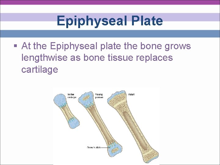 Epiphyseal Plate § At the Epiphyseal plate the bone grows lengthwise as bone tissue