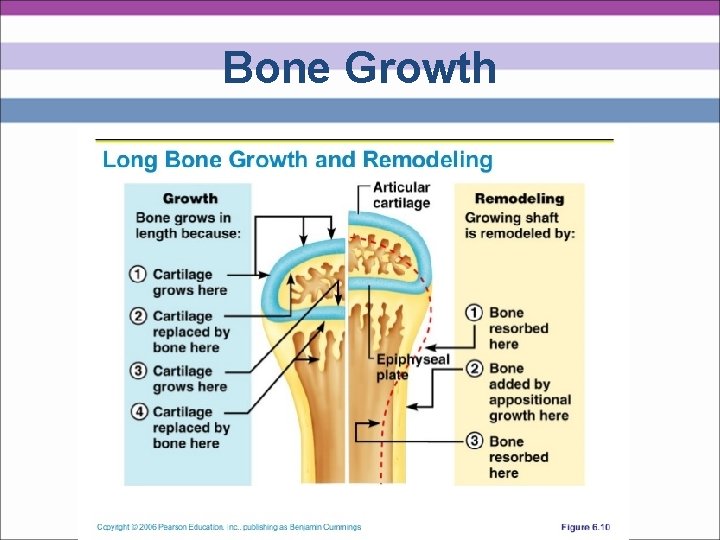 Bone Growth 