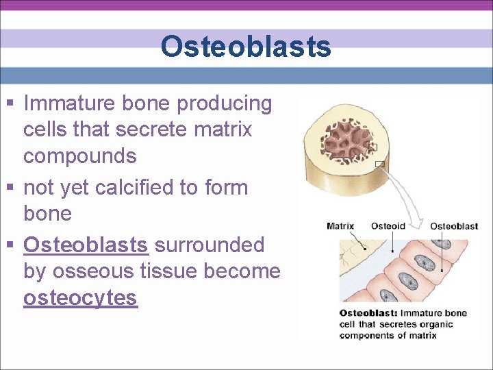 Osteoblasts § Immature bone producing cells that secrete matrix compounds § not yet calcified