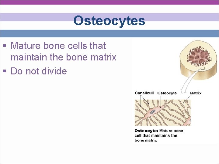 Osteocytes § Mature bone cells that maintain the bone matrix § Do not divide