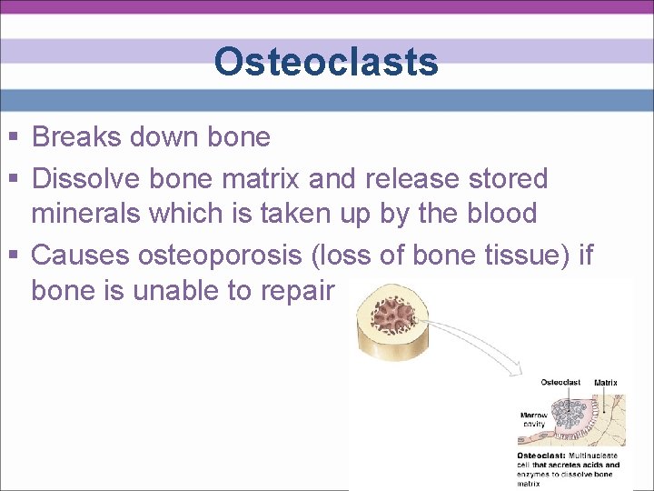 Osteoclasts § Breaks down bone § Dissolve bone matrix and release stored minerals which