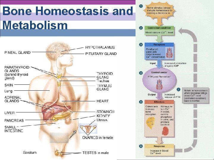 Bone Homeostasis and Metabolism 