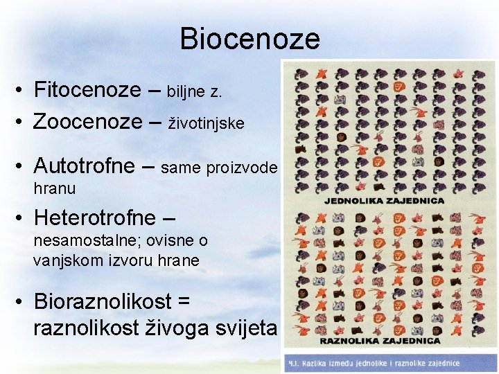 Biocenoze • Fitocenoze – biljne z. • Zoocenoze – životinjske • Autotrofne – same