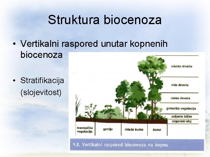 Struktura biocenoza • Vertikalni raspored unutar kopnenih biocenoza • Stratifikacija (slojevitost) 