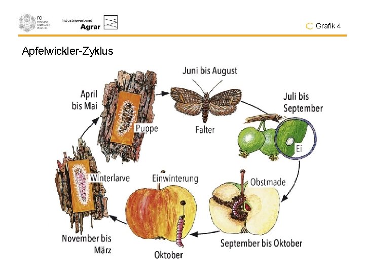 Grafik 4 Apfelwickler-Zyklus 