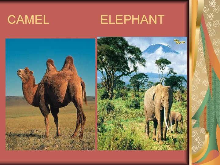 CAMEL ELEPHANT 