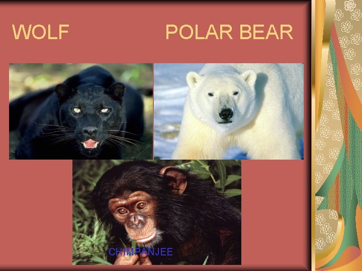 WOLF POLAR BEAR CHIMPANJEE 