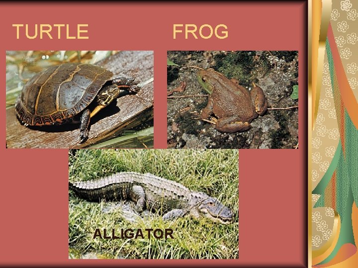 TURTLE FROG ALLIGATOR 