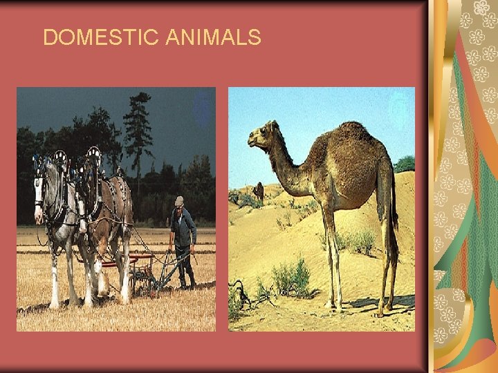 DOMESTIC ANIMALS 