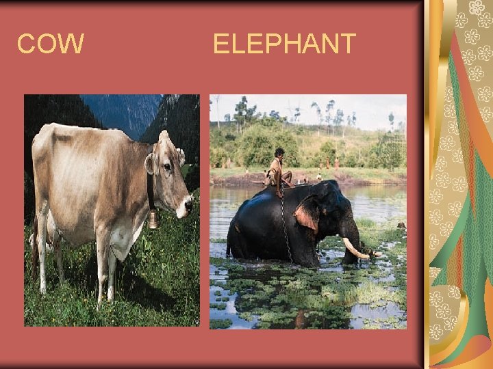 COW ELEPHANT 