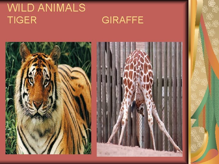 WILD ANIMALS TIGER GIRAFFE 