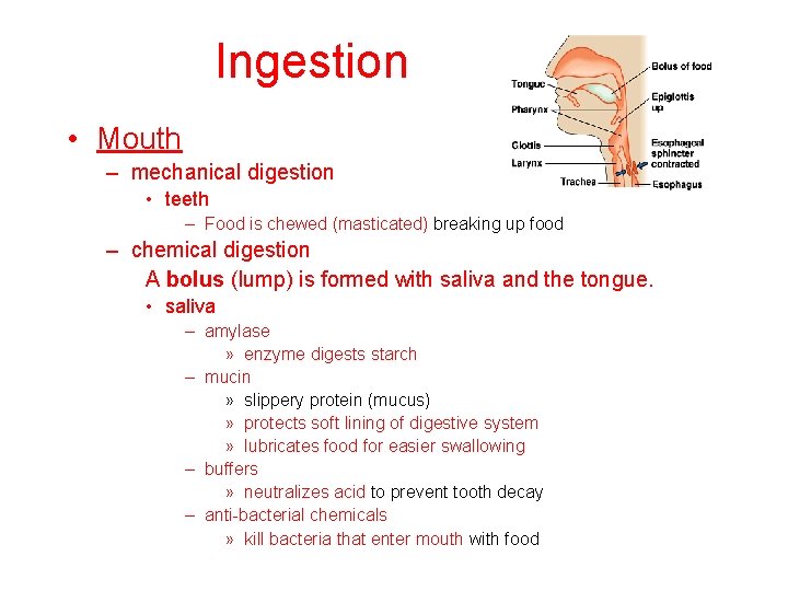 Ingestion • Mouth – mechanical digestion • teeth – Food is chewed (masticated) breaking