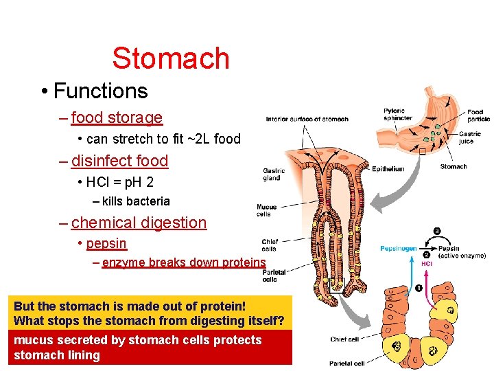 Stomach • Functions – food storage • can stretch to fit ~2 L food