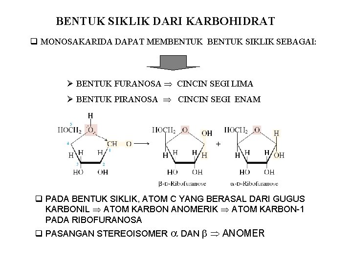 BENTUK SIKLIK DARI KARBOHIDRAT q MONOSAKARIDA DAPAT MEMBENTUK SIKLIK SEBAGAI: Ø BENTUK FURANOSA CINCIN