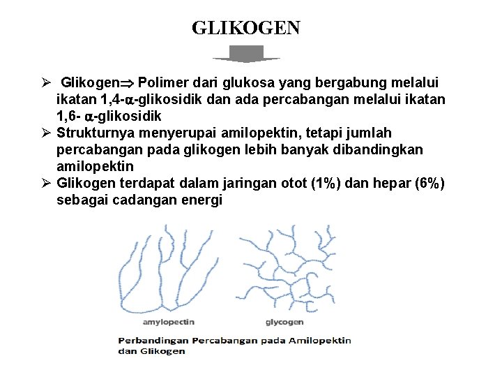 GLIKOGEN Ø Glikogen Polimer dari glukosa yang bergabung melalui ikatan 1, 4 - -glikosidik