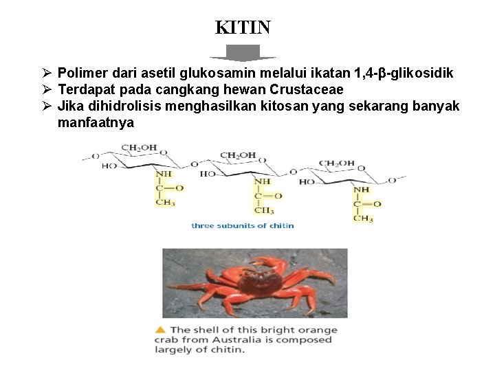 KITIN Ø Polimer dari asetil glukosamin melalui ikatan 1, 4 - -glikosidik Ø Terdapat