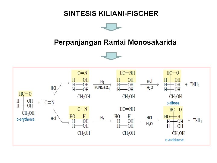 SINTESIS KILIANI-FISCHER Perpanjangan Rantai Monosakarida 