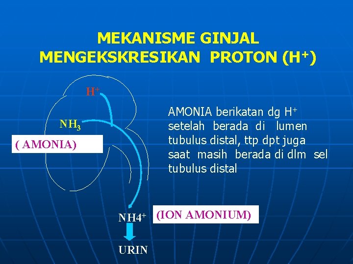 MEKANISME GINJAL MENGEKSKRESIKAN PROTON (H+) H+ AMONIA berikatan dg H+ setelah berada di lumen