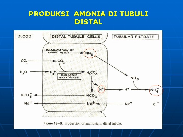 PRODUKSI AMONIA DI TUBULI DISTAL 