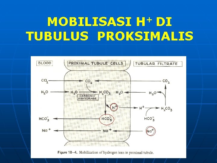 MOBILISASI H+ DI TUBULUS PROKSIMALIS 