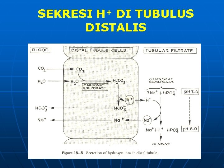 SEKRESI H+ DI TUBULUS DISTALIS 