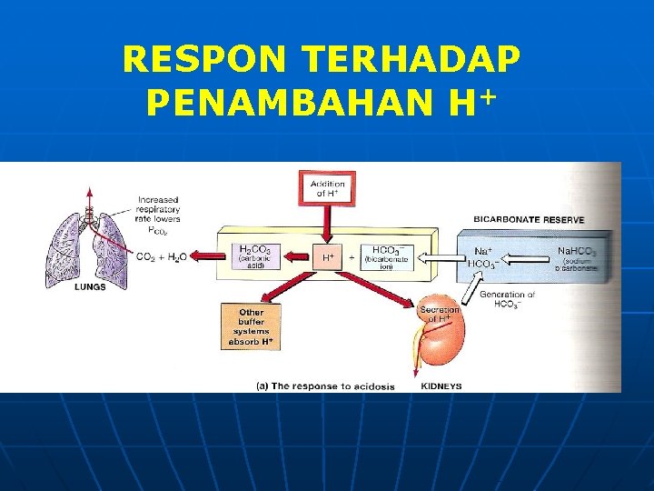 RESPON TERHADAP PENAMBAHAN H+ 