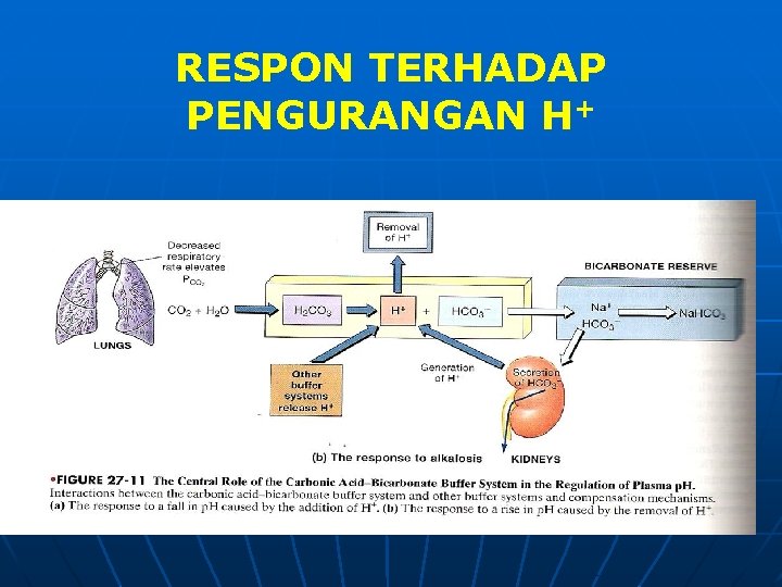 RESPON TERHADAP PENGURANGAN H+ 