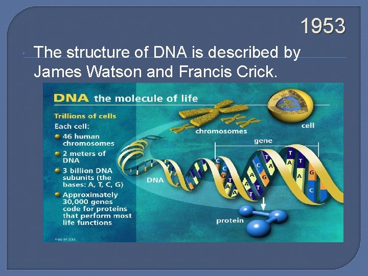 1953 The structure of DNA is described by James Watson and Francis Crick. 