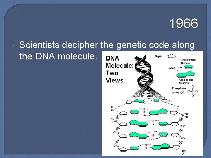1966 Scientists decipher the genetic code along the DNA molecule. 