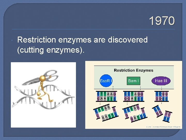 1970 Restriction enzymes are discovered (cutting enzymes). 