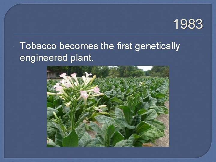 1983 Tobacco becomes the first genetically engineered plant. 