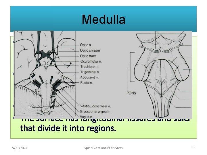 Medulla • Transition of spinal cord to medulla is not abrupt at the upper