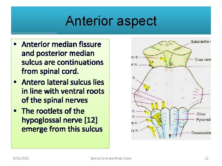 Anterior aspect • Anterior median fissure and posterior median sulcus are continuations from spinal