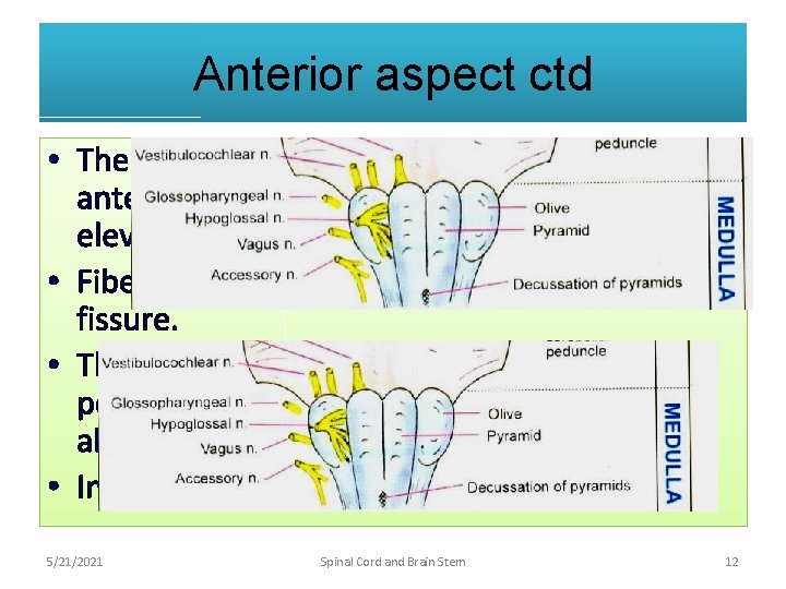Anterior aspect ctd • The area between anterior median fissure and anterior medial sulcus